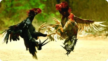 cockfighting-betting